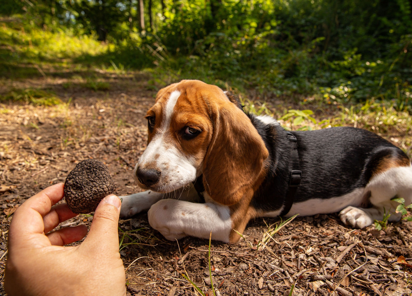 Truffle Hunt