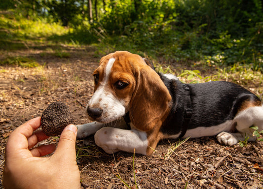 Berburu Truffle